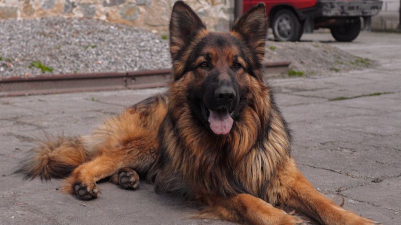 Казахстанка пожаловалась на SCAT из-за перевозки своей собаки 