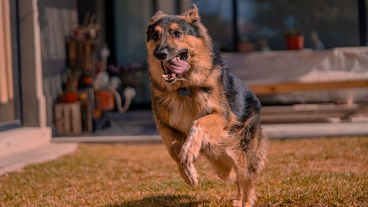 немецкая овчарка бежит по траве