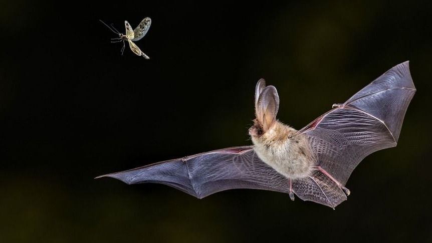 Летучая мышь