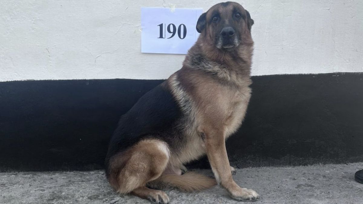 Собаки, служебные собаки-ветераны