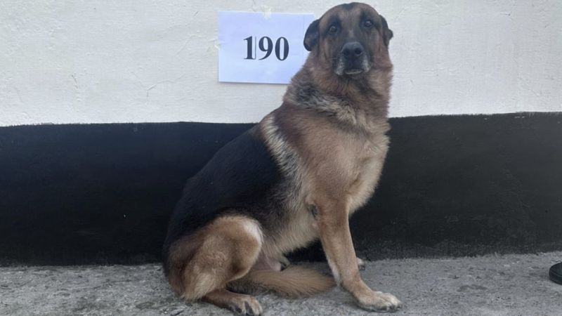 12 служебных собак-ветеранов ушли с молотка в Казахстане