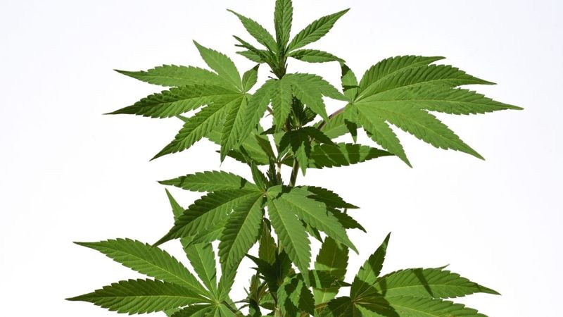 Казахстанец покурил марихуаны и дошел до Конституционного суда