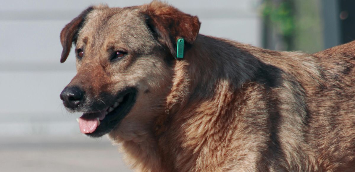 Уличная собака