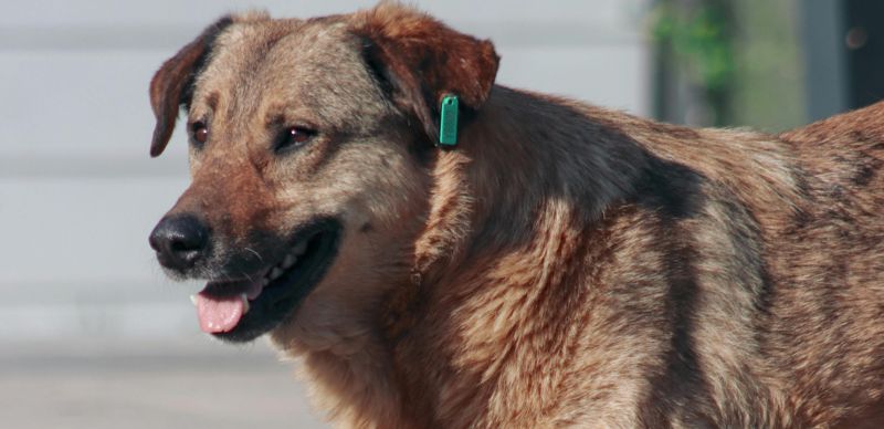 В Казахстане предложили улучшить защиту животных