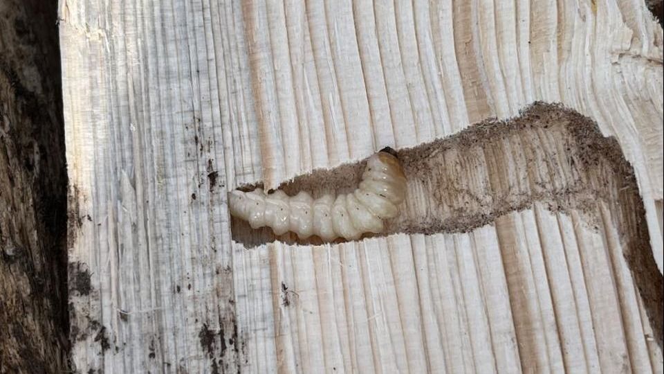 Личинка жука черного соснового усача