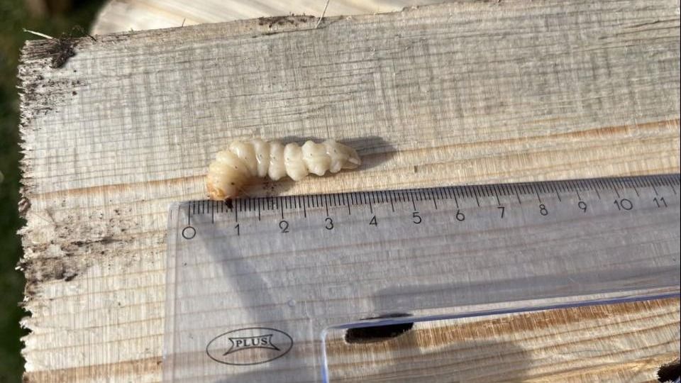 личинка жука черного соснового усача