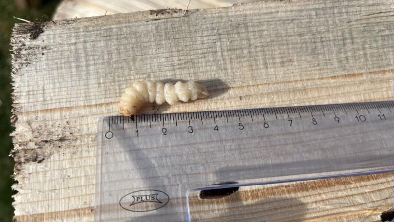 Запрещенных личинок едва не ввезли в Казахстан из России