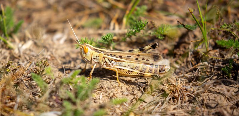 Казахстан готовит дронов к охоте на саранчу