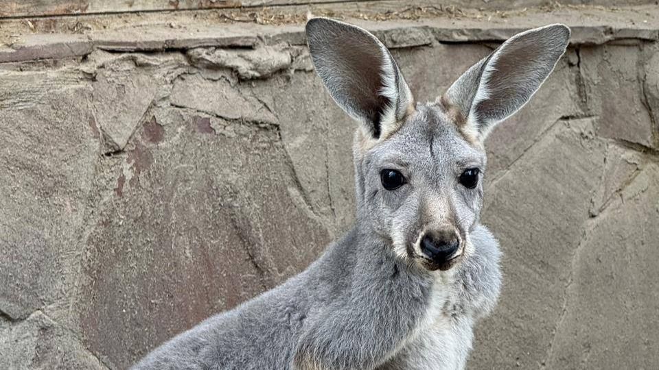 Кенгуру, зоопарк Алматы