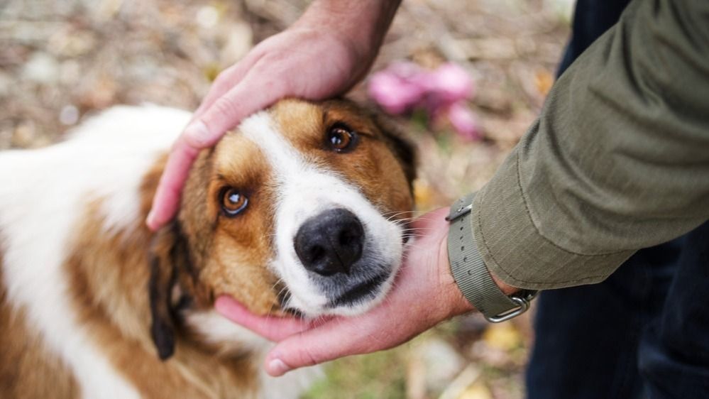 Бездомные животные