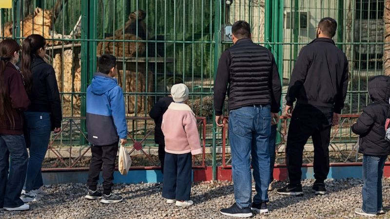 В Семее задержали мужчин, бросавших камни в львов