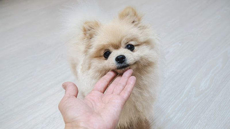 Власти не оценили предложение депутата ввести налог на собак в Казахстане