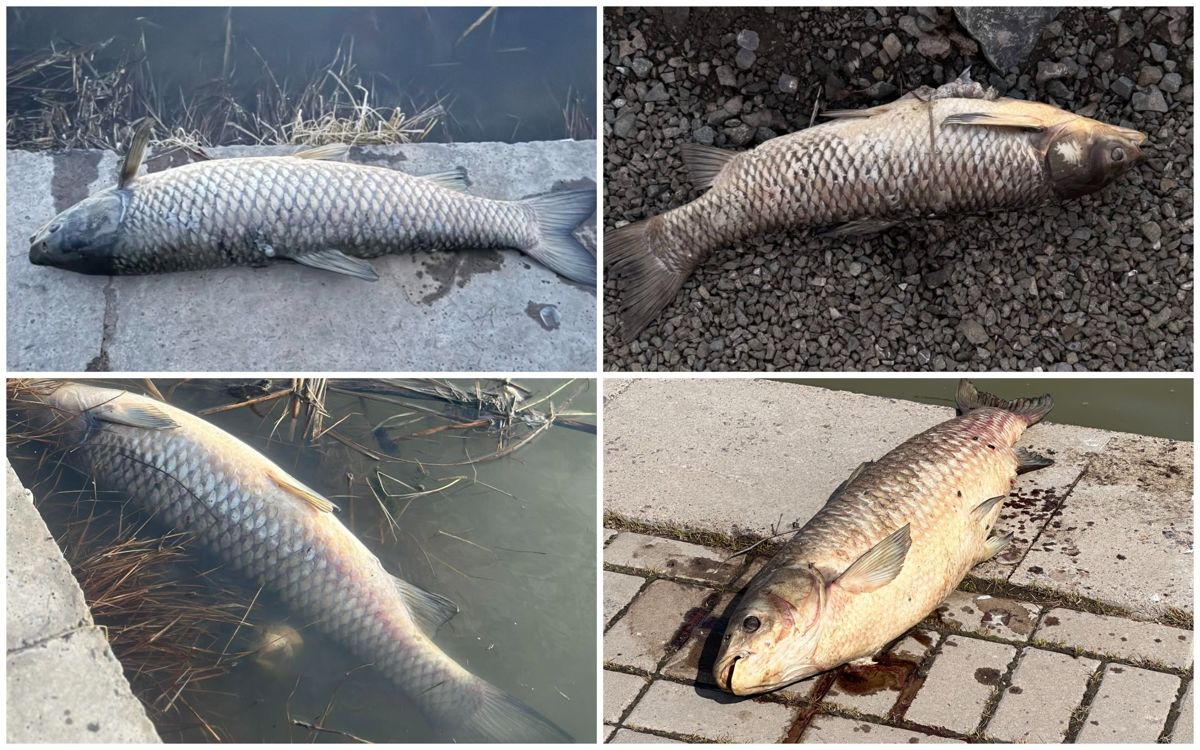 Астана, рыба