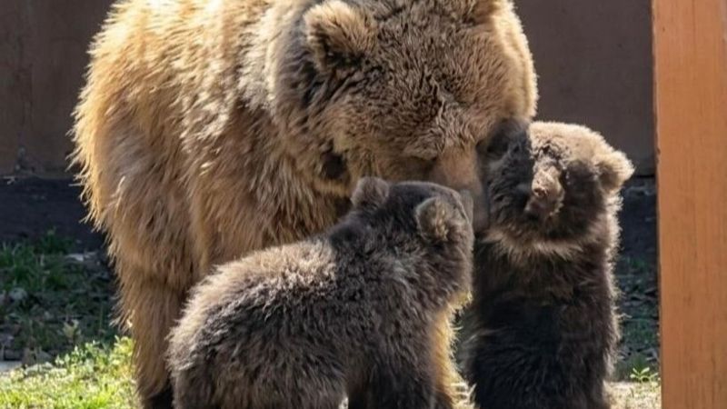 Курманбек и Герда стали многодетными родителями: у пары родились два медвежонка