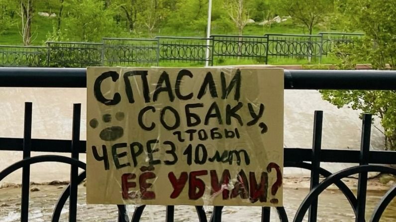 Плакат в Алматы против убийства бездомных животных