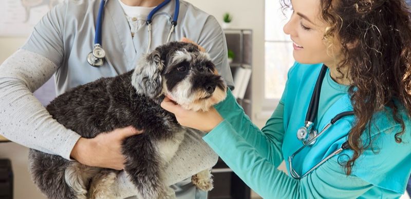 Названы траты казахстанцев на лечение питомцев