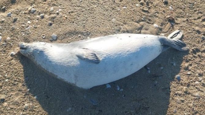 Почти 100 погибших тюленей нашли на побережье Каспия в Мангистау