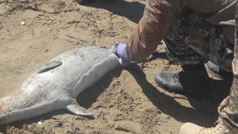 Тушка тюленя