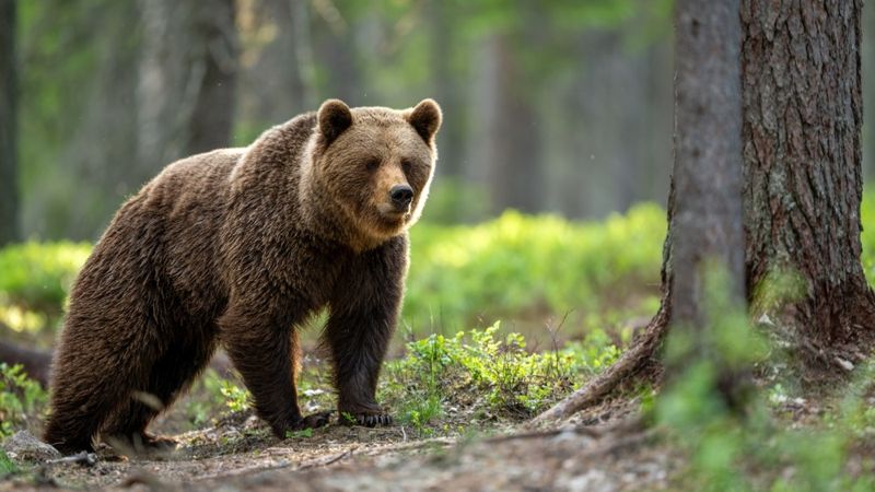 Бурый медедь после зимней спячки попал в фотоловушку в казахстанском нацпарке