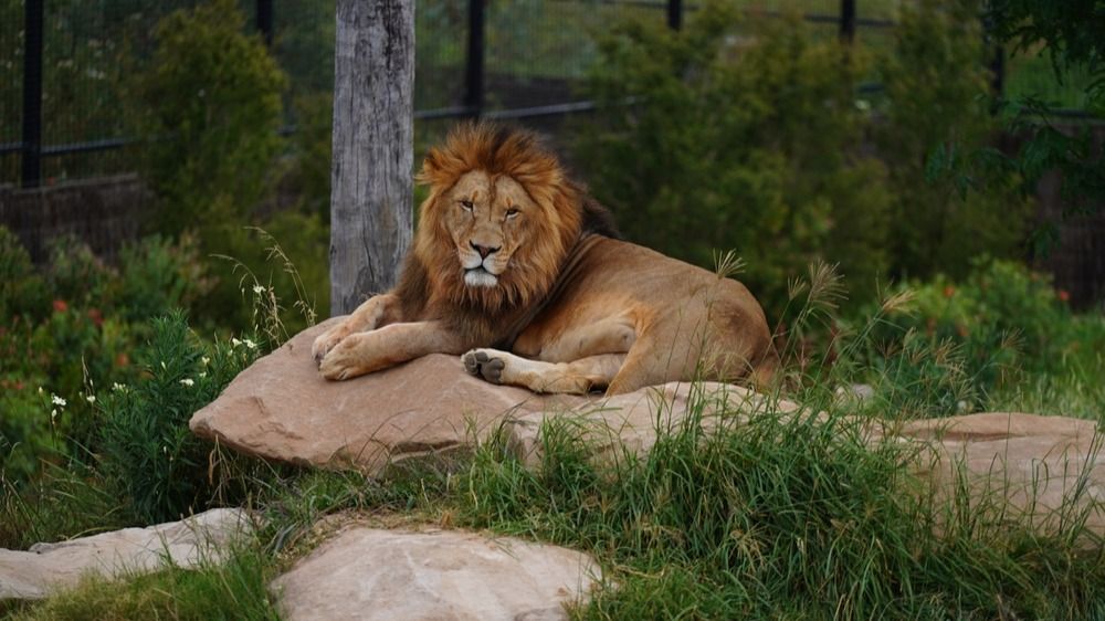 Алматы, зоопарк, лев