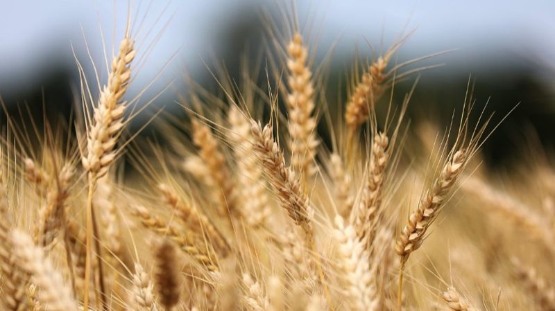 Поставки казахстанской пшеницы в Таджикистан достигли рекорда