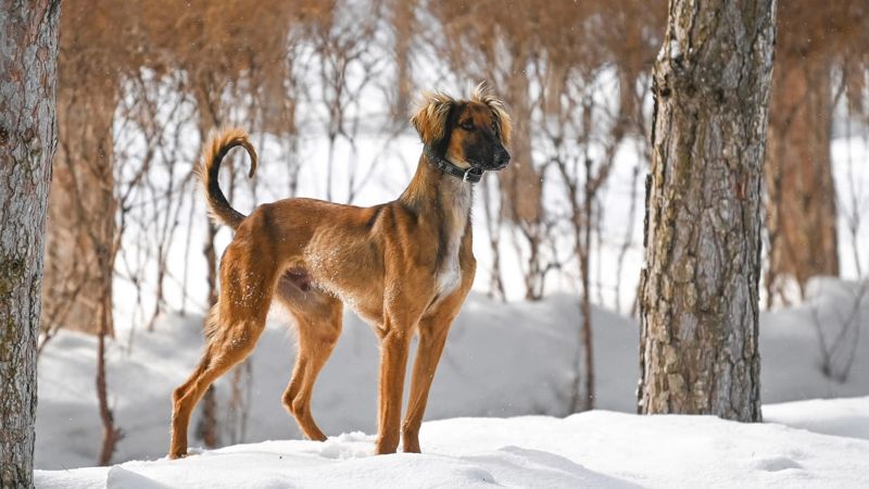 Новый праздник появился в Казахстане