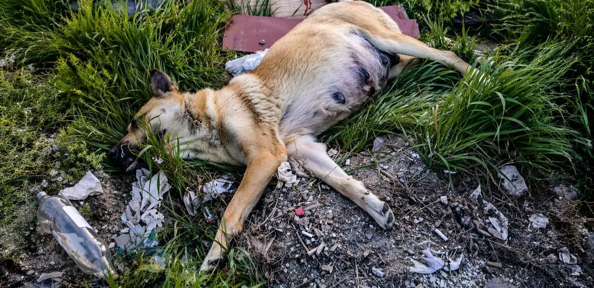 Раненная собака