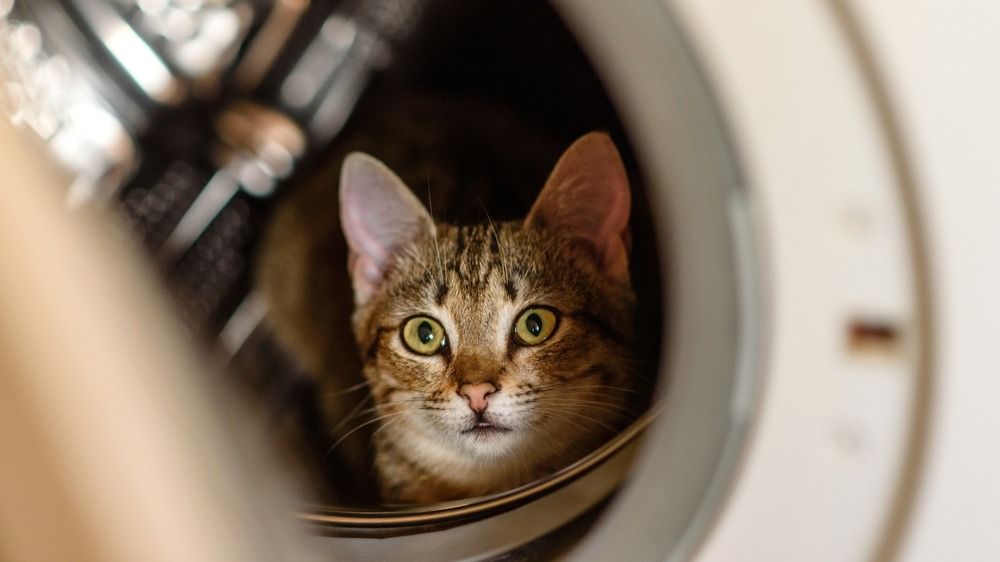 котенок, животные