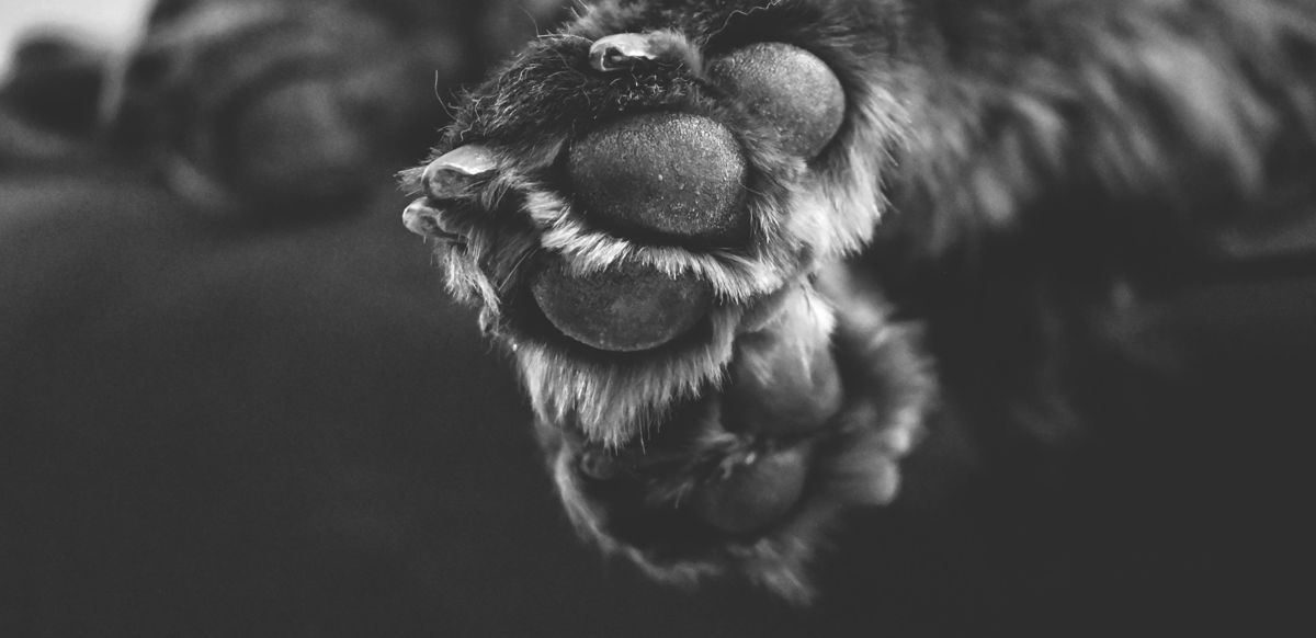 Собачья лапа