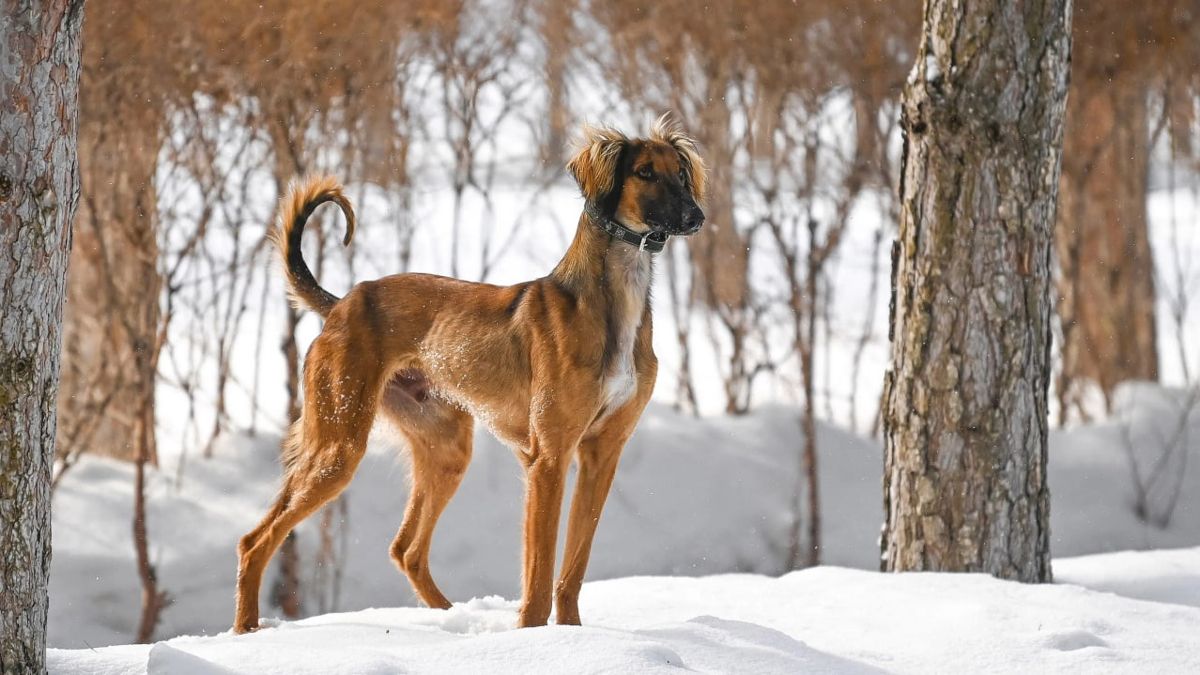 Тазы, собака