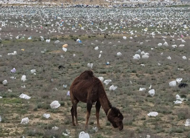 "Пластиковые тюльпаны": в Мангистау свалили вину за свалку в степи на природу