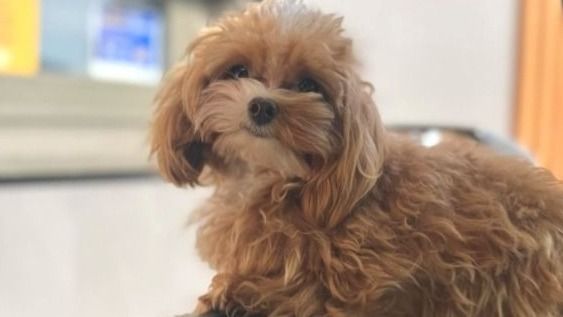 Ребенок с разбега пнул маленькую собаку в Астане: хозяйка написала заявление