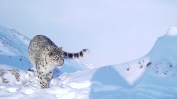 Численность снежных барсов в Казахстане выросла в два раза