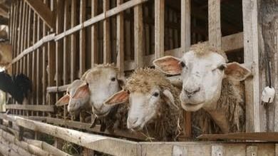 250 млн «на скот», но деньги ушли не туда: дело передано в суд в области Абай