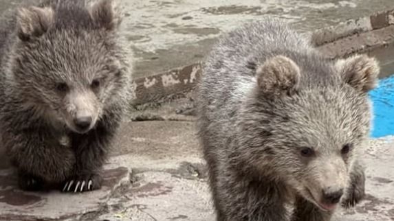 Как назвали медвежат в зоопарке Алматы - итоги голосования