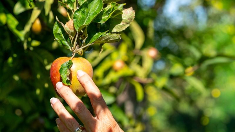 Яблони из Нидерландов завезли в Казахстан