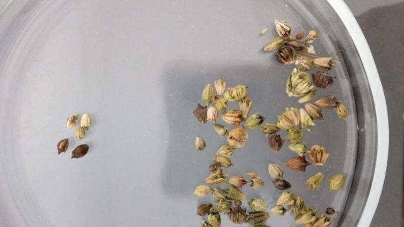 Зараженные опасным сорняком семена пытались ввезти в Казахстан из России