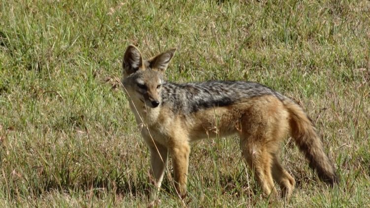 В Туркестанской области на детей напал шакал с подозрением на бешенство