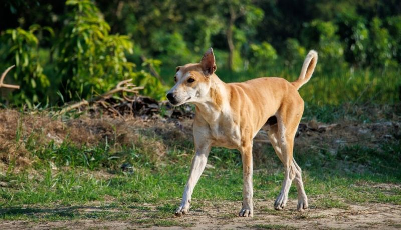Собак вывезли в поле: приют в Алматинской области оказался под угрозой закрытия