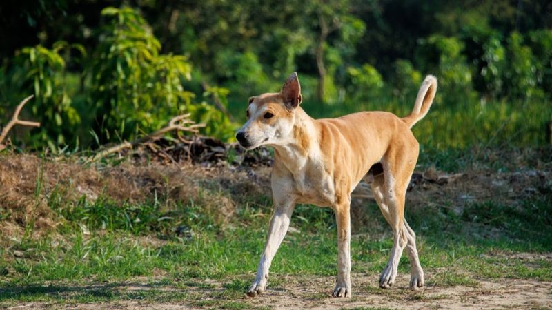 Собак вывезли в поле: приют в Алматинской области оказался под угрозой закрытия