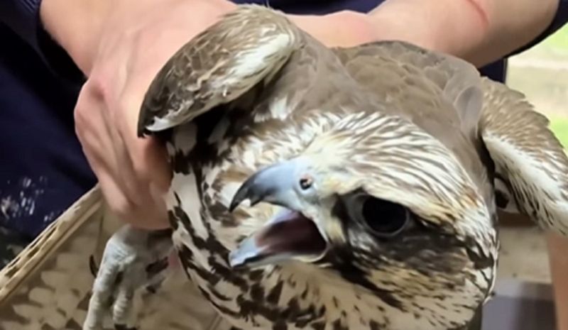 Соколов-балобанов выпустили в дикую природу в области Жетысу