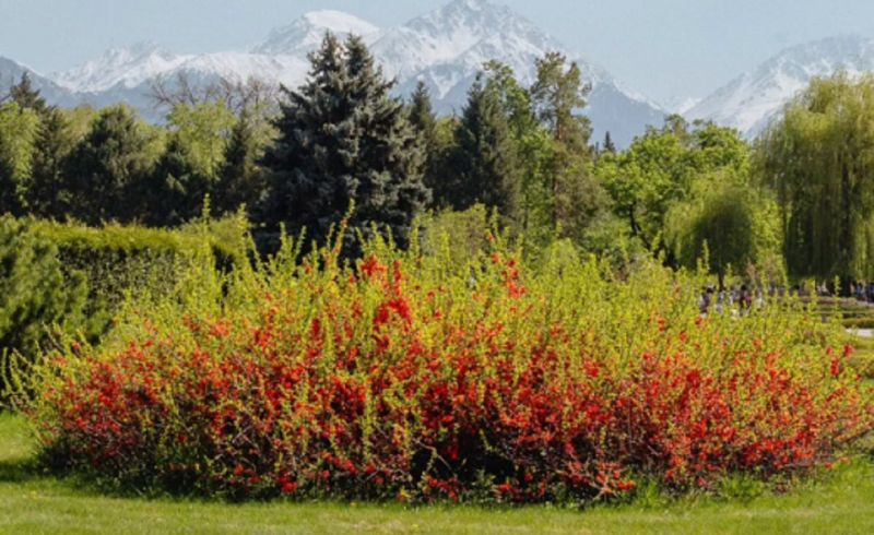 Ботанический сад Алматы обратился к посетителям с предупреждением