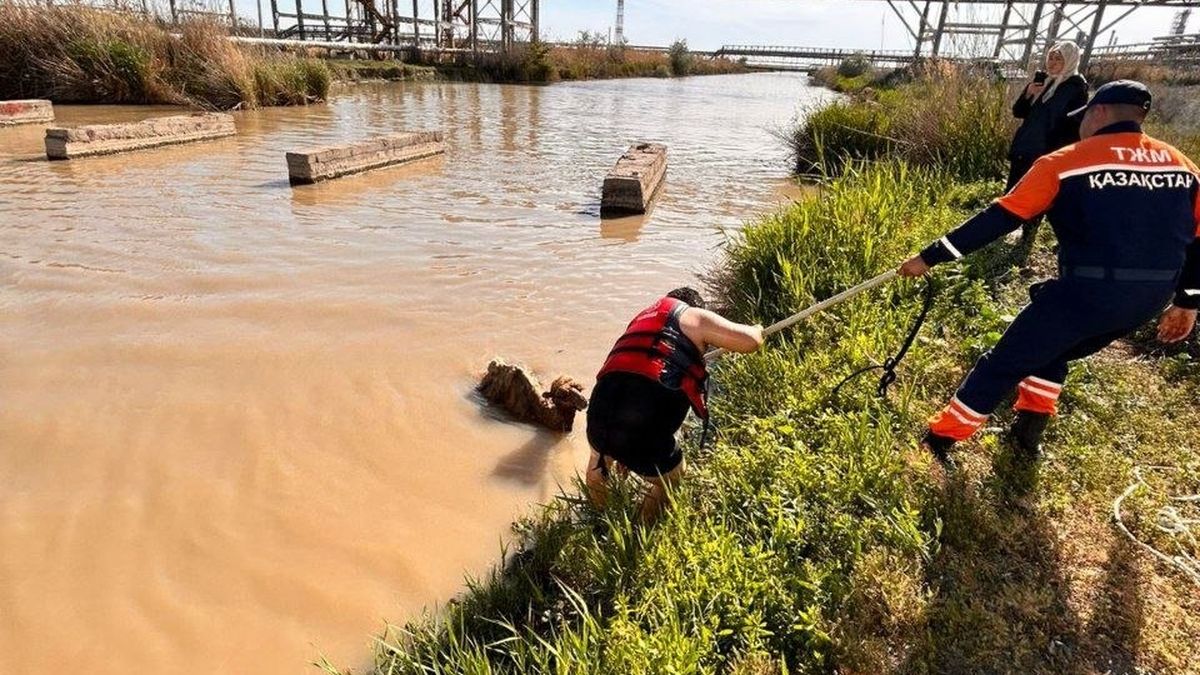 В Актау спасатели вытащили застрявшего верблюжонка 