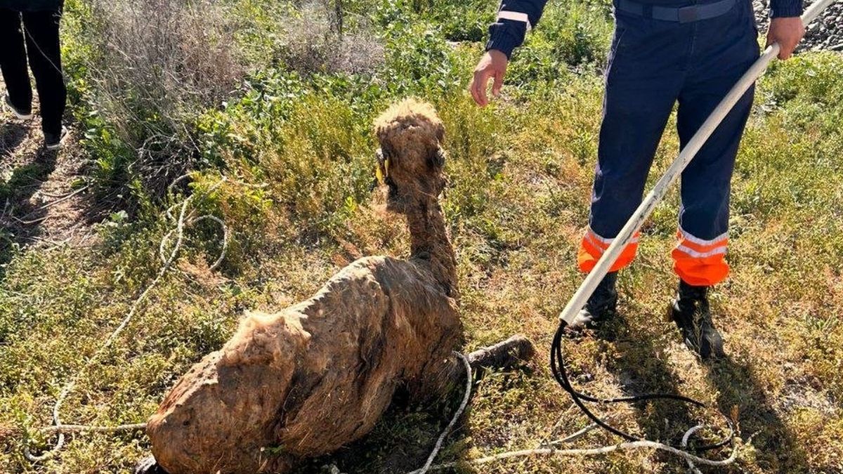 В Актау спасатели вытащили застрявшего верблюжонка 