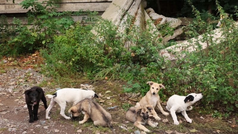 Собаку застрелили на глазах у детей в Алматинской области