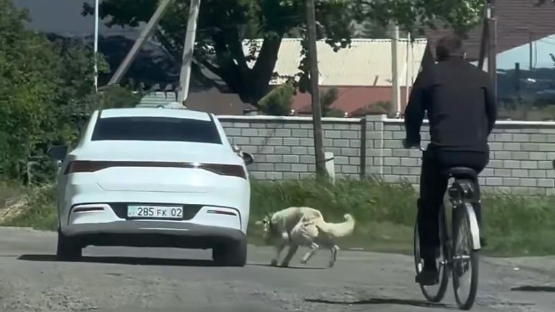 Собаку привязали к авто и протащили по дороге в Жетысу