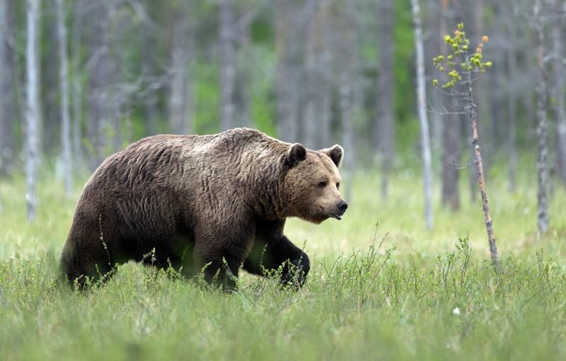 Медведь пытался ворваться в гостиницу в Жетысу