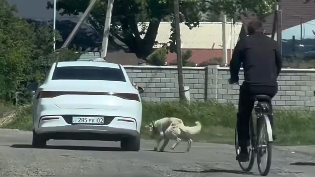 Собака, издевательства 