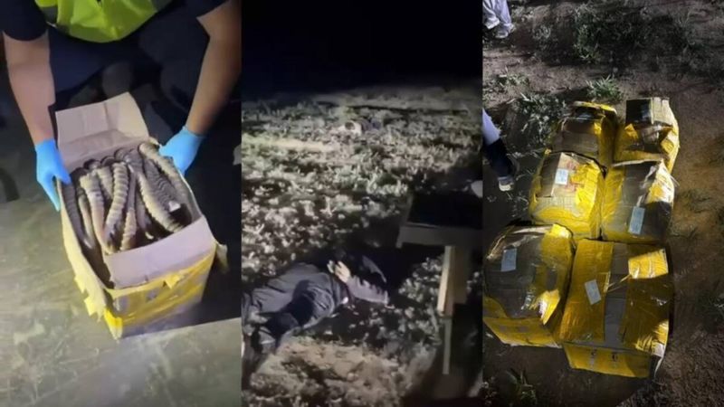 Полтонны рогов сайгака изъяли у браконьеров в области Жетысу