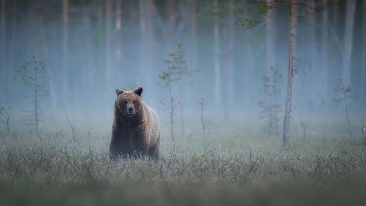 Медведь